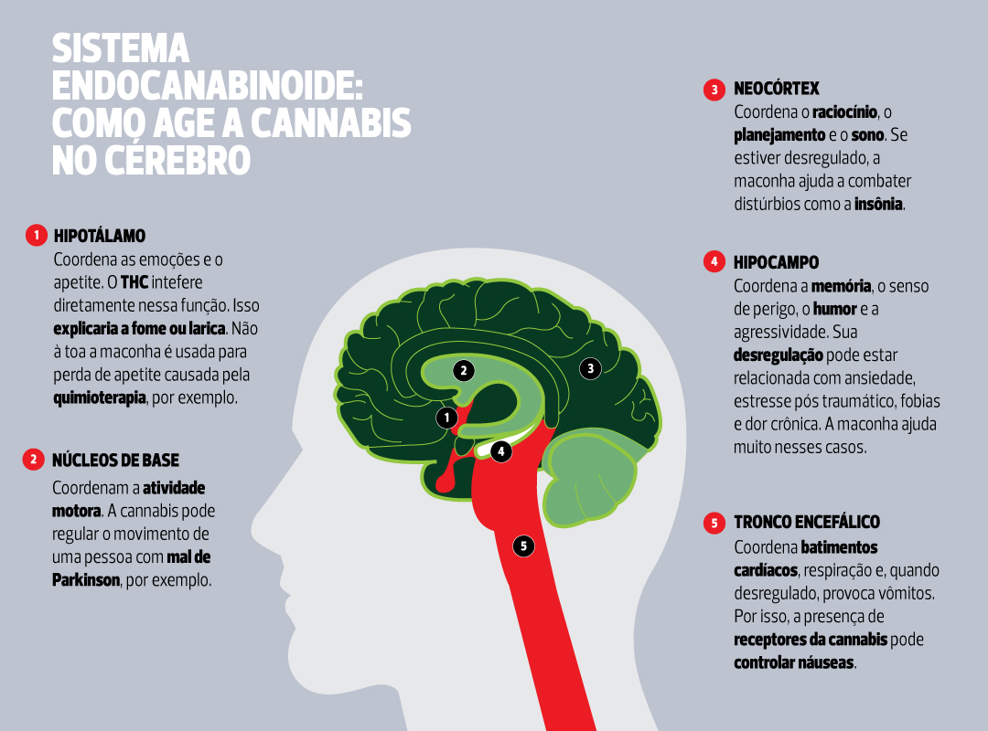 Maconha_cerebro